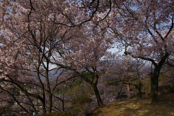Kasuga Park-伊那市必去景点