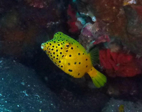 巴厘冒险水肺潜水-水明漾必去景点