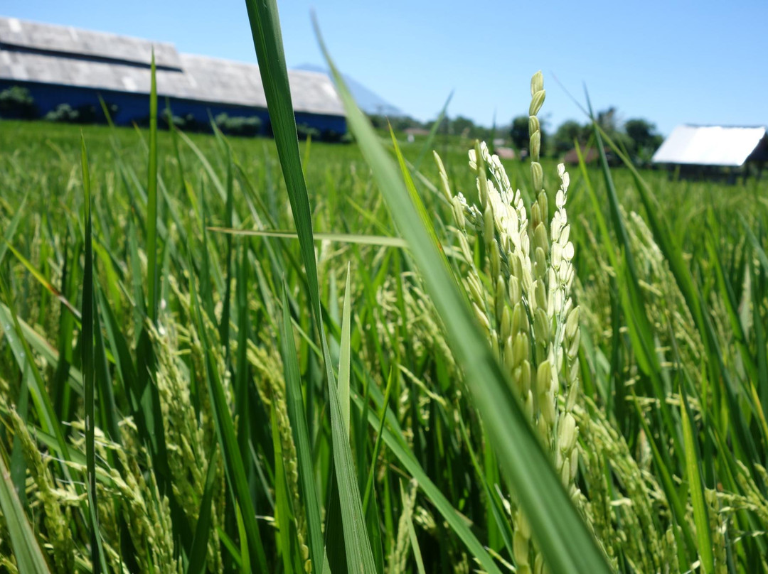 快乐自行车之旅-乌布必去景点