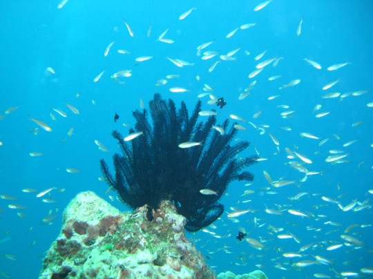 海蜜蜂潜水-查龙必去景点