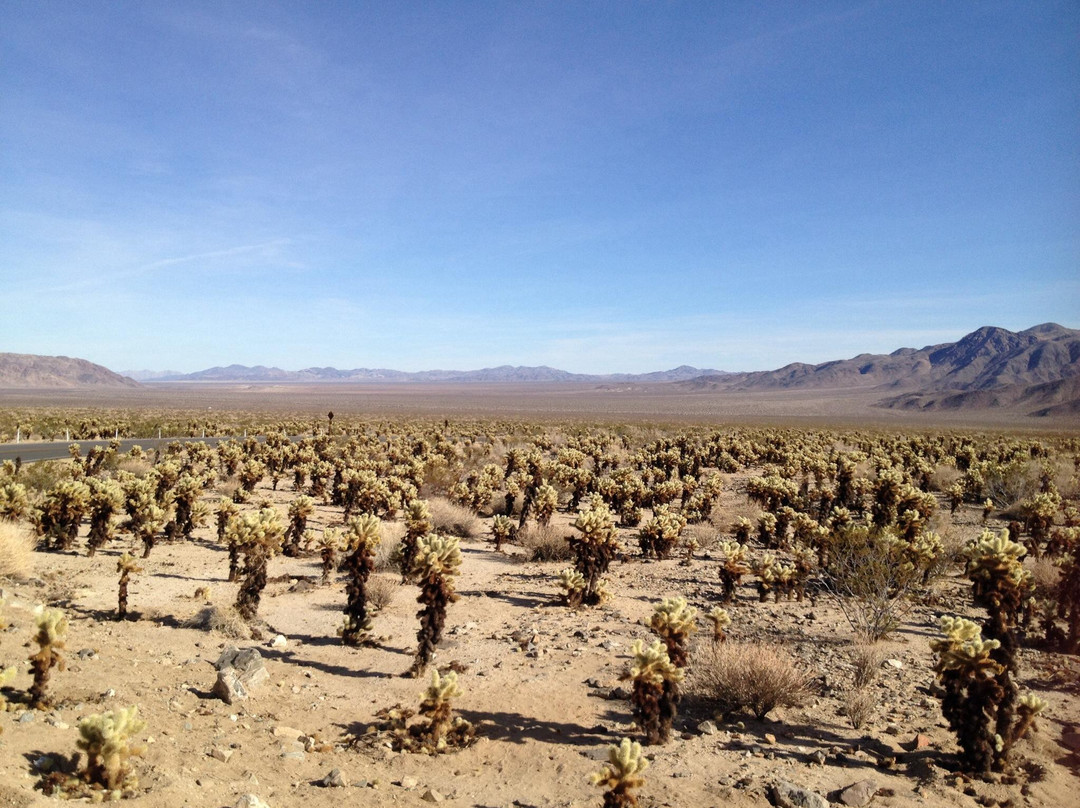Cholla Cactus Garden-约书亚树国家公园必去景点