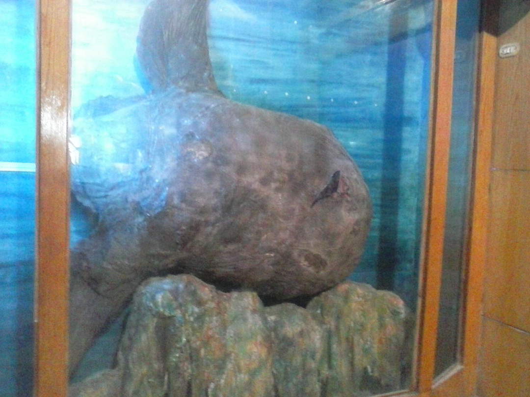 Aquarium Museum-亚历山大必去景点