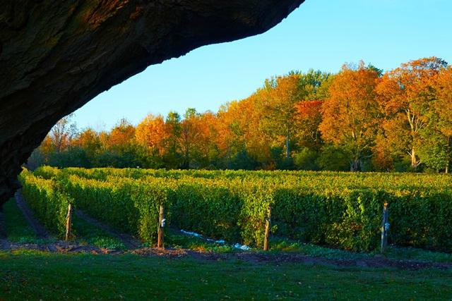 By Chadsey's Cairns Winery and Vineyard景点图片