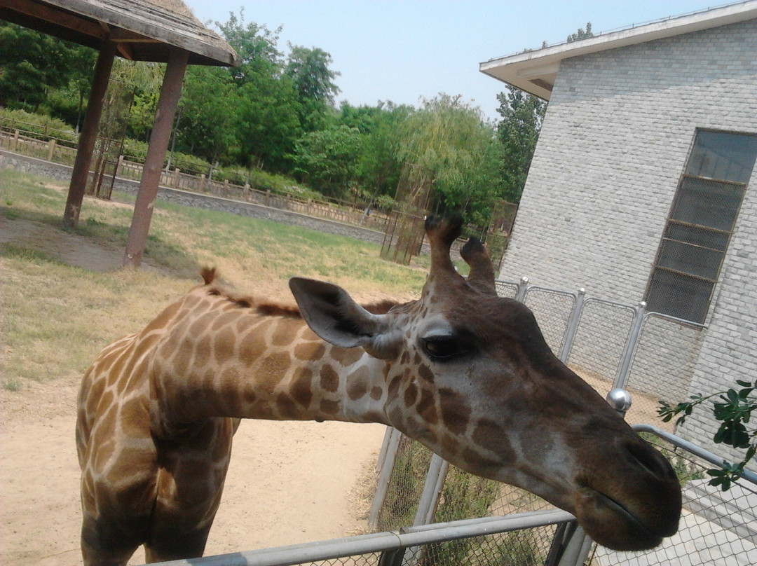 石家庄动物园-石家庄市必去景点
