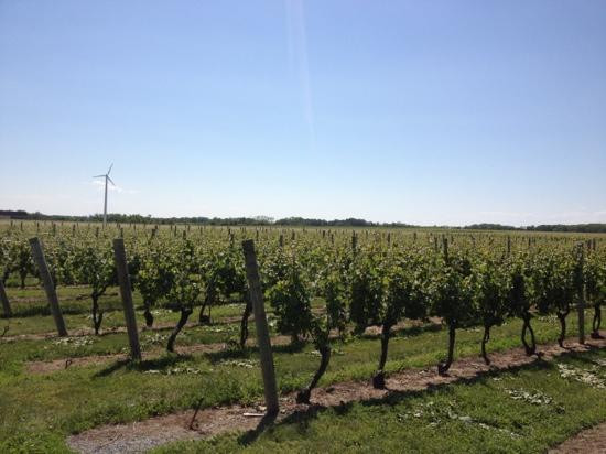 Lenz Winery景点图片