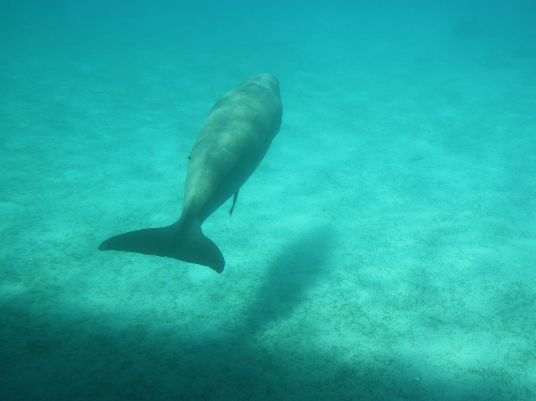 Royal Sea Scope-马萨阿拉姆必去景点