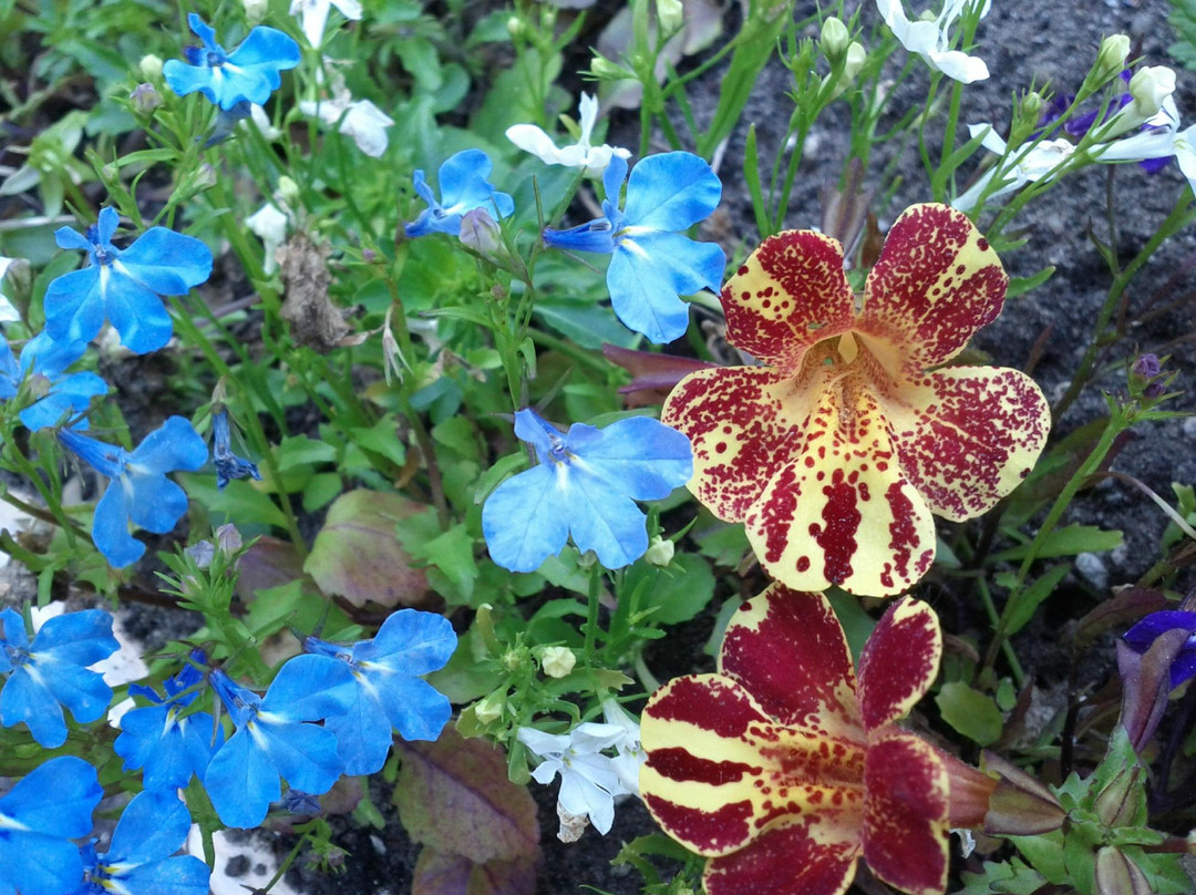 Leaming's Run Gardens景点图片