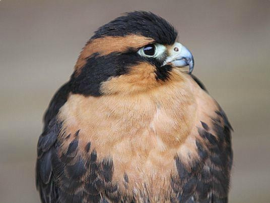 The Falconry Centre景点图片