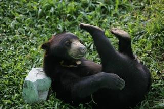 Wildlife Friends Foundation Thailand景点图片