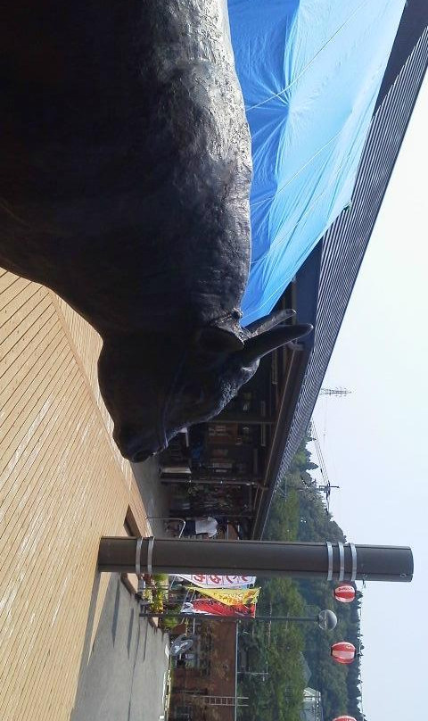 Takachiho Gamadase Market景点图片