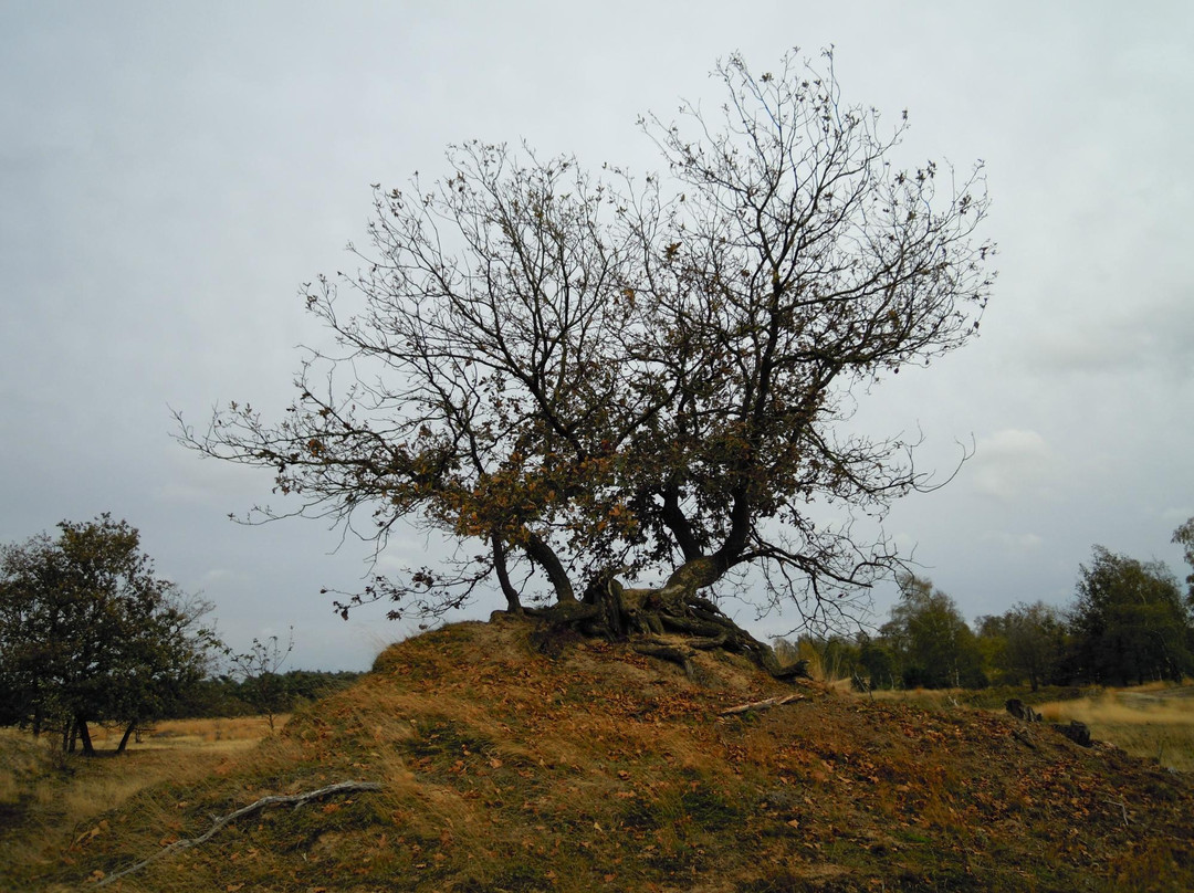National Park de Loonse en Drunense Duinen景点图片