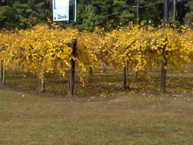 Emerald Coast Wine Cellars景点图片