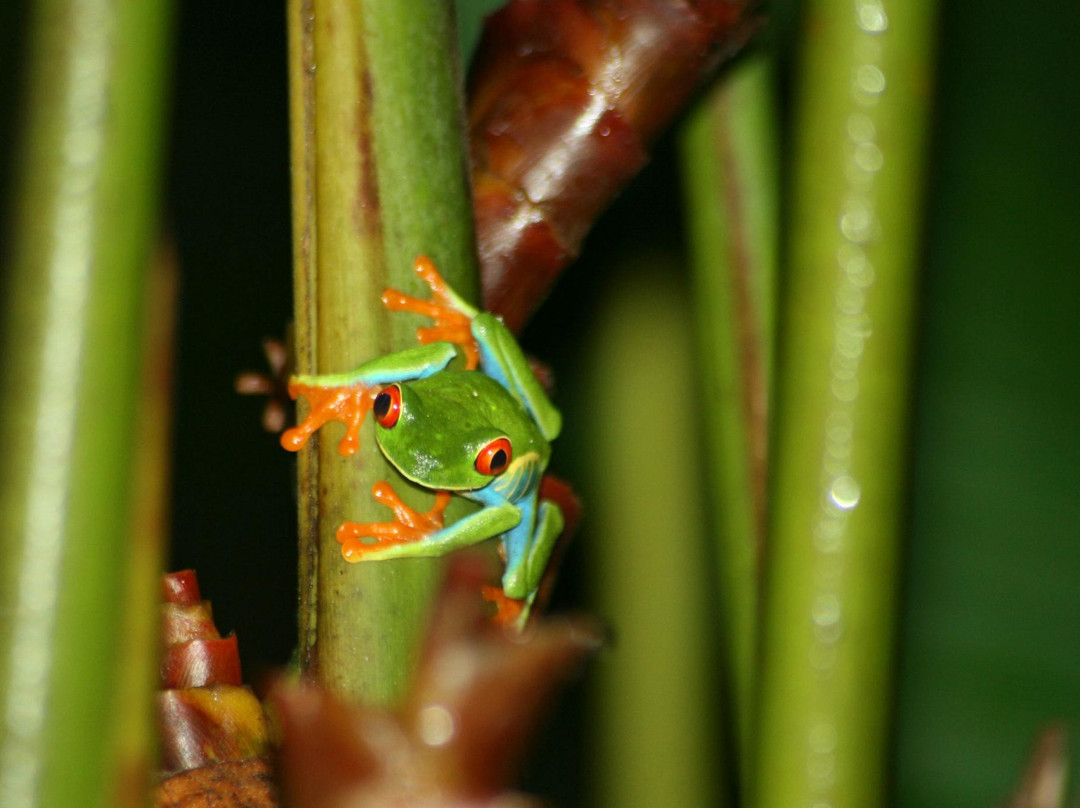 Arenal Oasis Wildlife Refuge-福德圣卡洛斯必去景点