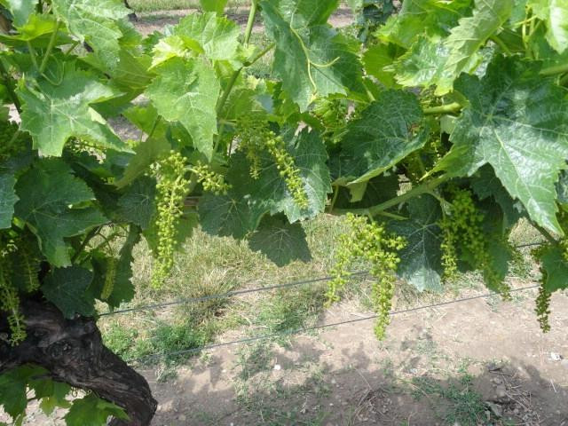 Niagara Vintage Wine Tours-滨湖尼亚加拉必去景点