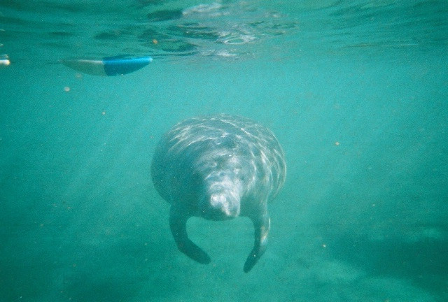 Crystal Lodge Dive Center-克里斯特尔里弗必去景点