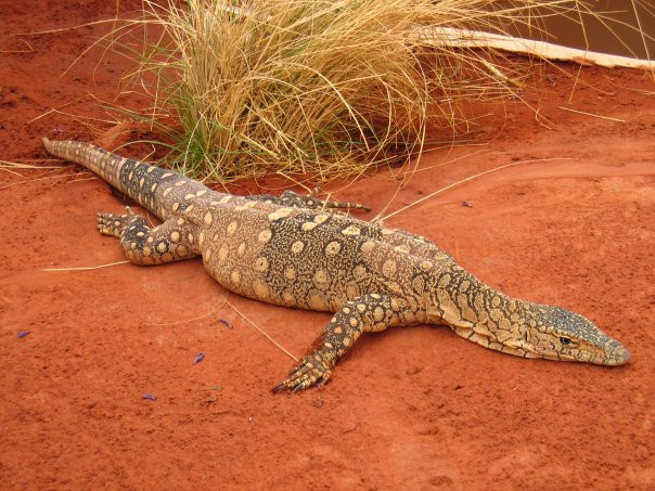 Alice Springs Reptile Centre景点图片