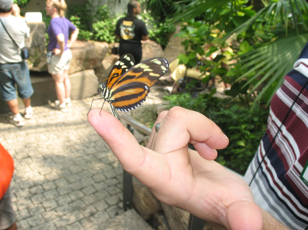 尼亚加拉公园蝴蝶馆-尼亚加拉大瀑布必去景点