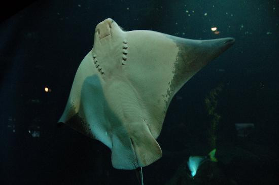 蒙特利湾水族馆-蒙特雷必去景点