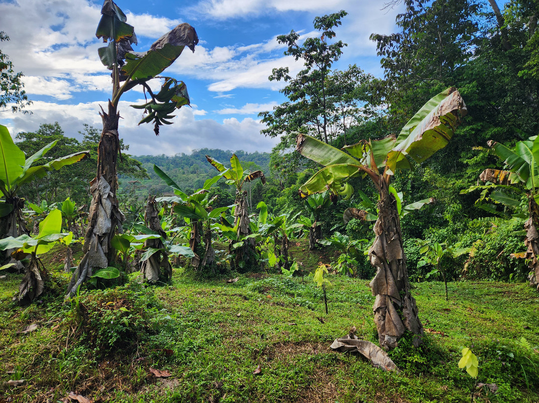 Osa Cacao Chocolate Factory - Organic Farm Tours景点图片