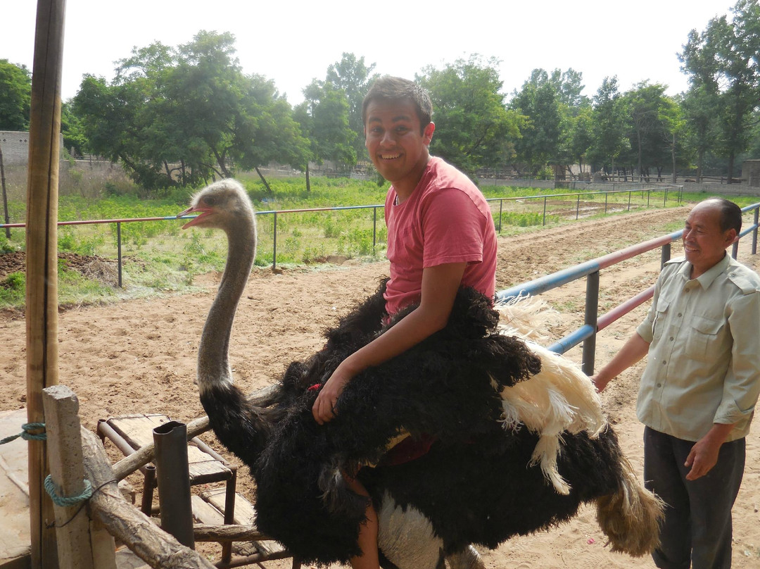 金鹭鸵鸟园-郑州市必去景点