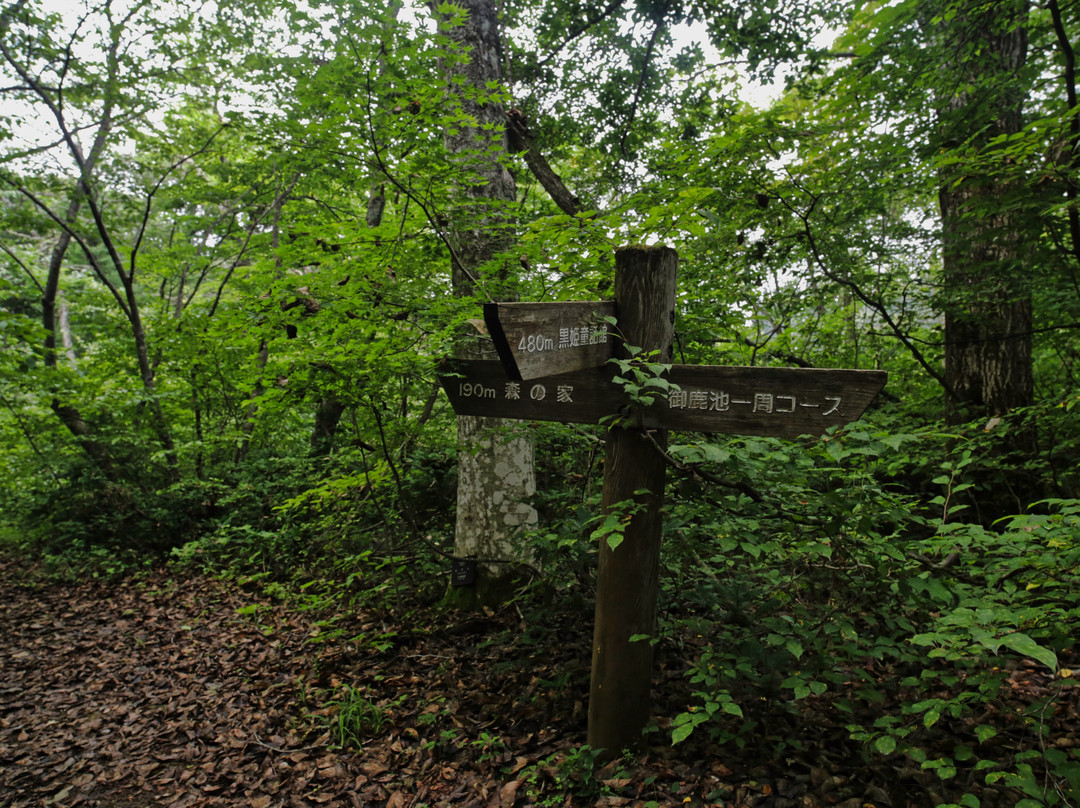 Iyashi Forest Ojikaike Hiking Course-信浓町 必去景点