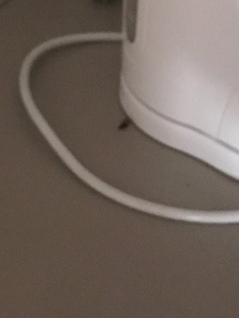 Palms Oasis Motel主图