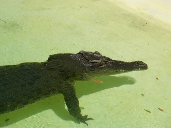 Alice Springs Reptile Centre-爱丽斯泉必去景点