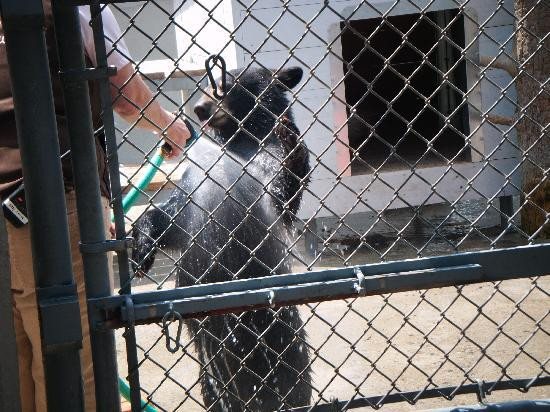 Clark's Bears-林肯必去景点