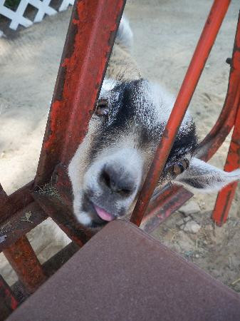 Red River Zoo-法戈必去景点