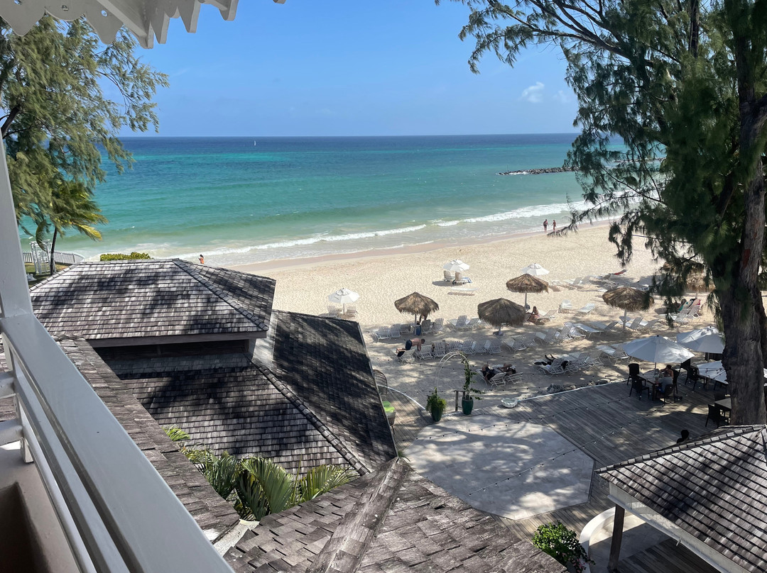 Bougainvillea Barbados主图