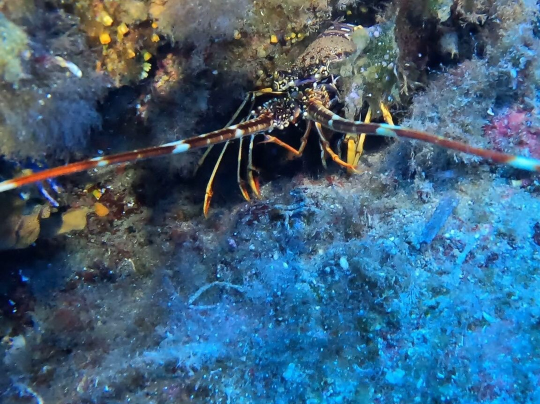 Mister Jump Diving Ustica-Ustica必去景点