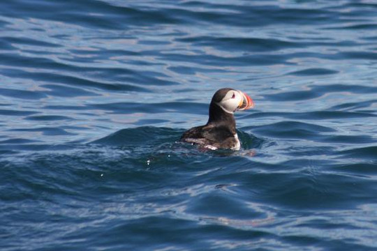 Gentle Giants Whale Watching-胡萨维克必去景点