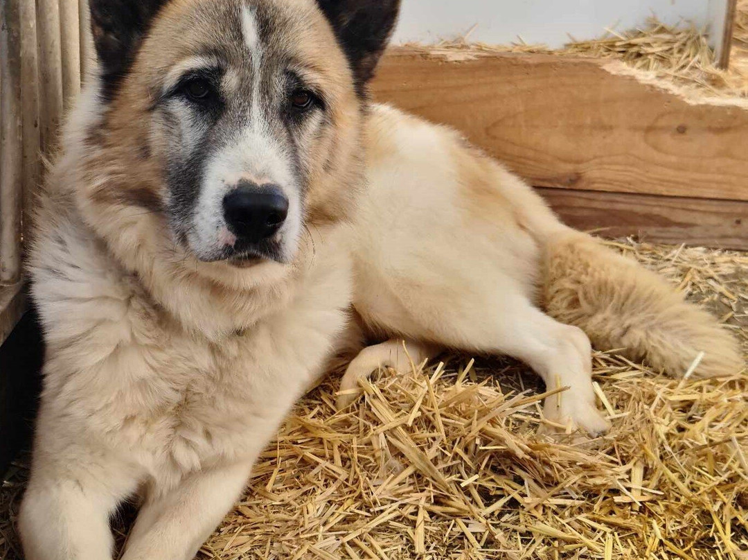 La Ferme des Chiens de Traineaux Aillons Margeriaz-Aillon-le-Jeune必去景点