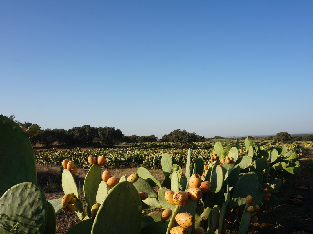 Pepe Aromas-Arraiolos必去景点