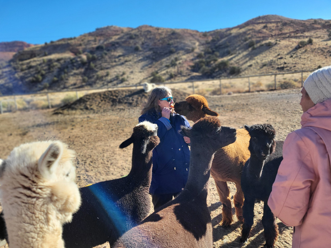 Circle Cliff Ranch Alpacas-Bicknell必去景点