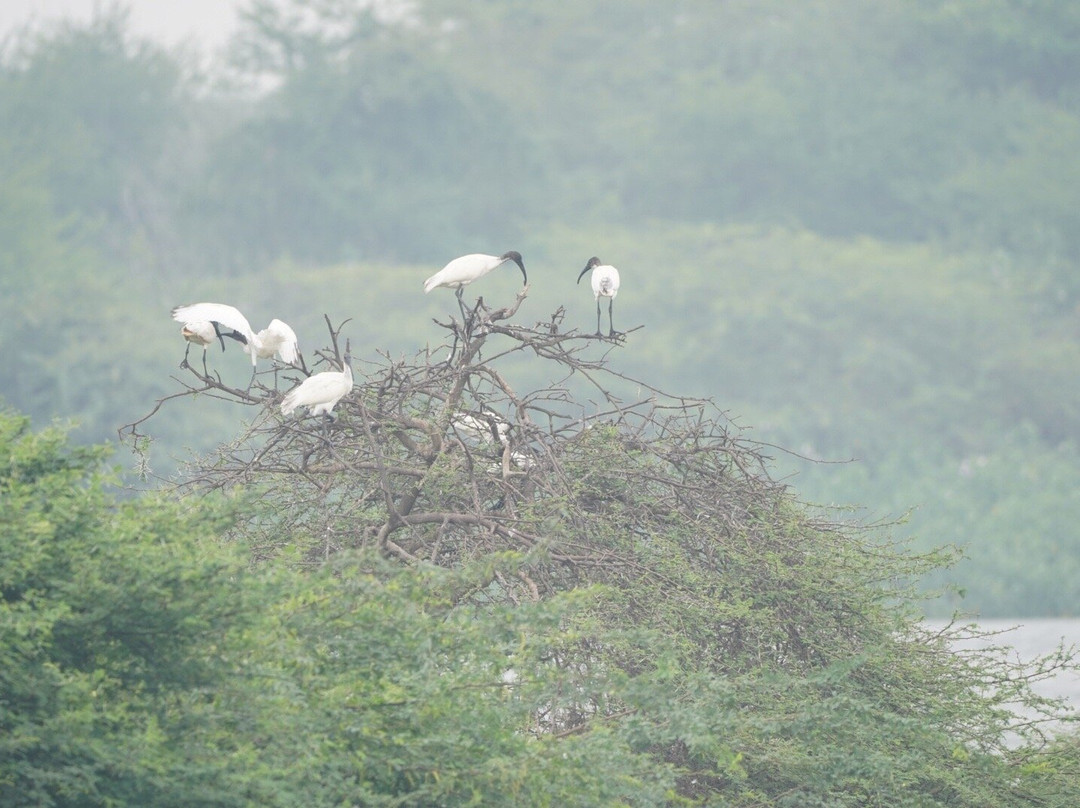 Vaduvoor Bird Sanctuary景点图片