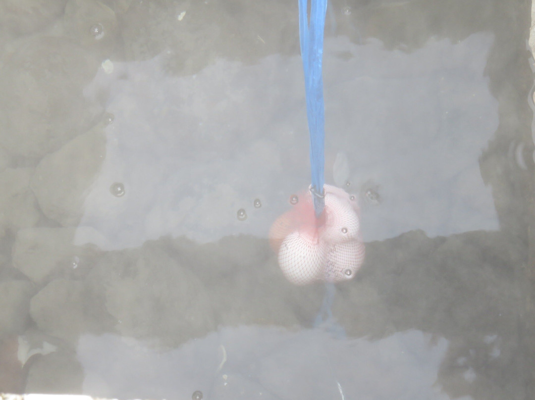 Arayu-新温泉町必去景点