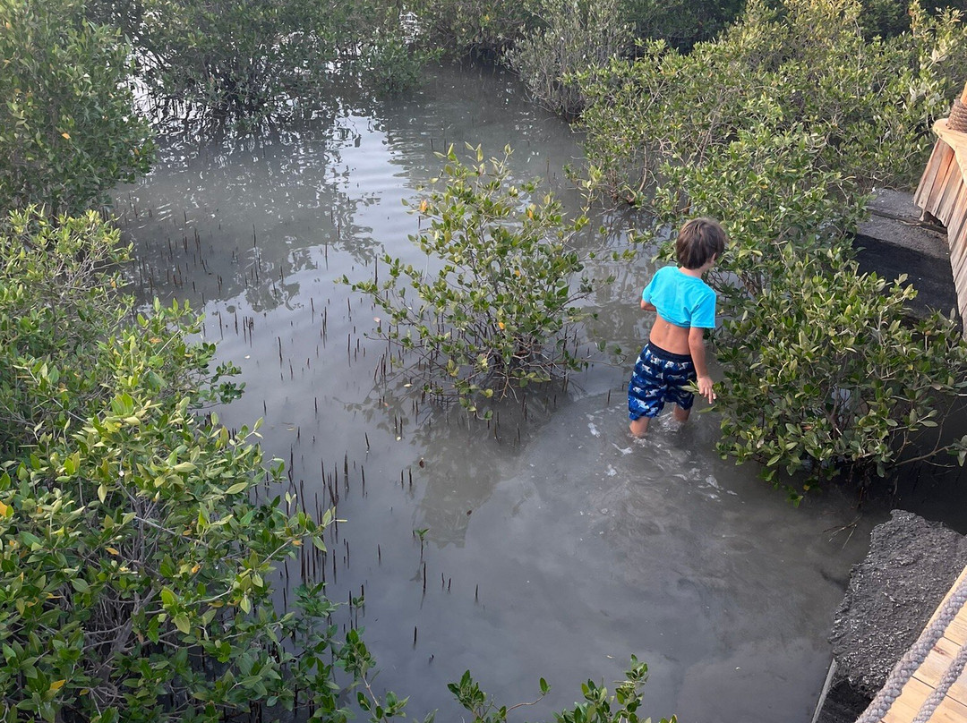 UAQ Mangrove Tours-乌姆盖万必去景点