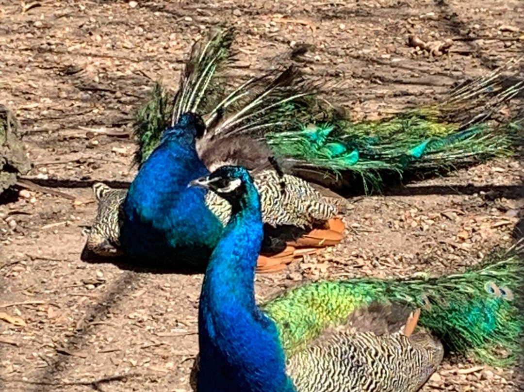 Barrabool Maze Estate-Barrabool必去景点