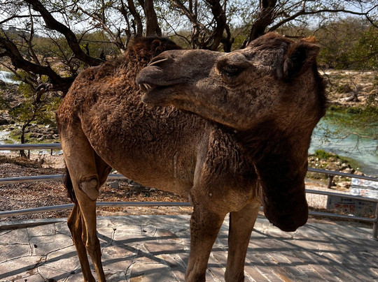 Marhaba Dhofar-塞拉莱必去景点