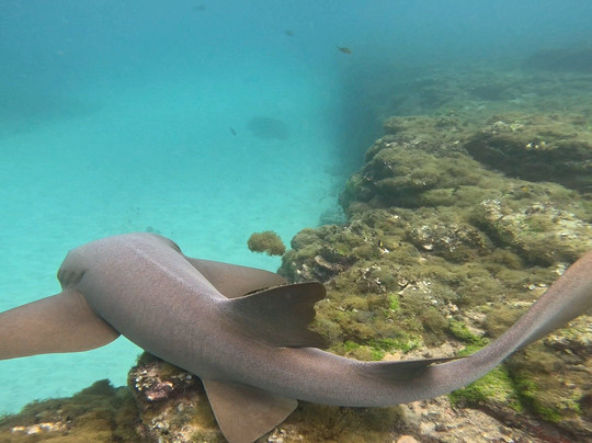Agência Noronhe-se-费尔南多-迪诺罗尼亚群岛必去景点