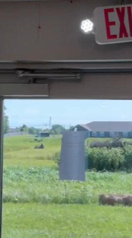 Holiday Inn Express & Suites Bardstown主图