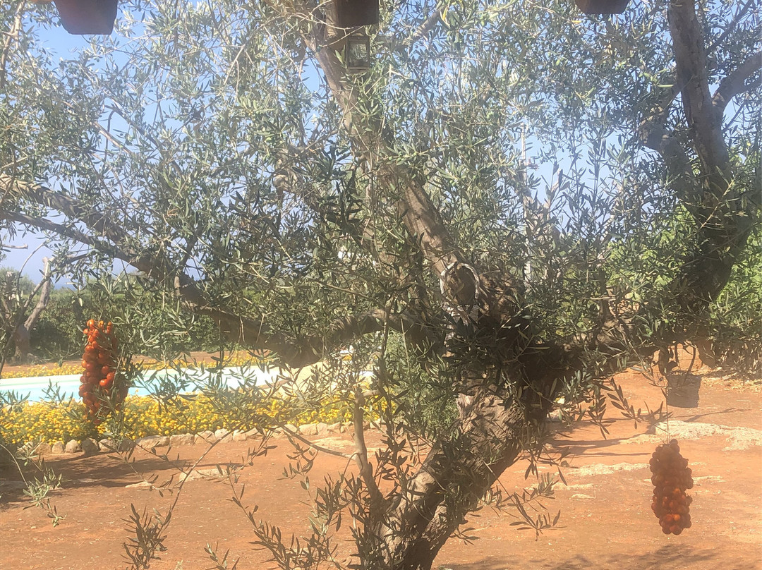 B&B Macchia Salentina主图