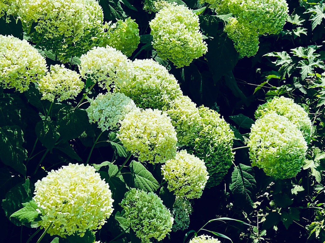 Puscina Flowers景点图片