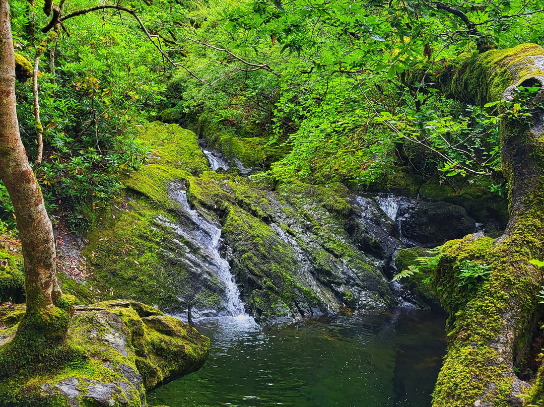 Glengarriff Nature Reserve-Glengarriff必去景点