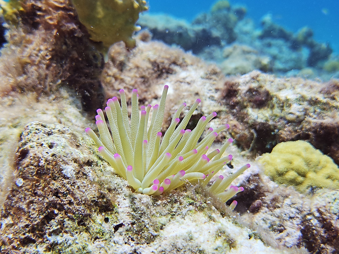 B Diving & Watersports-威廉斯塔德必去景点