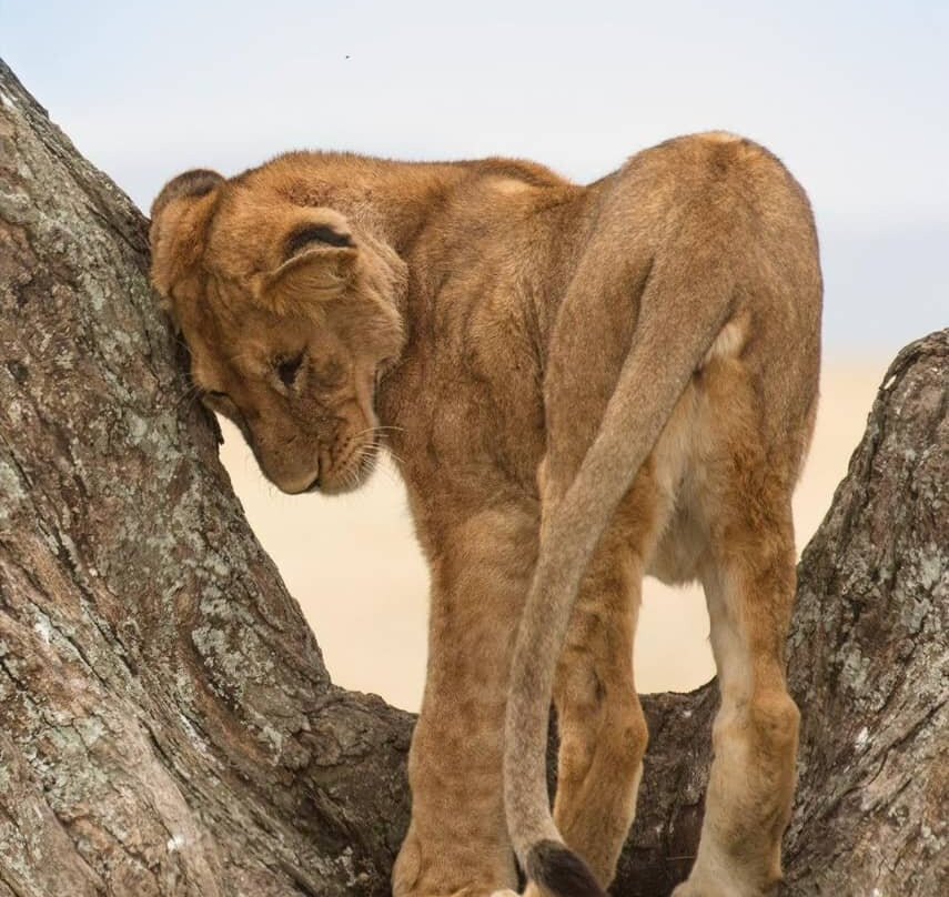 Silsila Tours & Safaris-Majengo必去景点