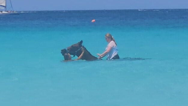 Sunflower Stables Barbados-Mangrove必去景点