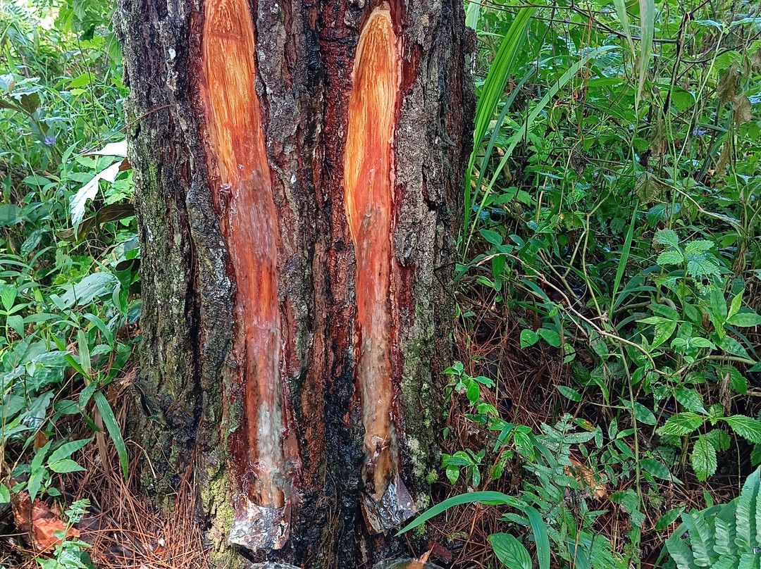Javanese Vacation-Yogyakarta必去景点