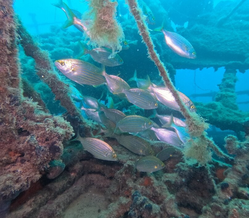 Oazi Blu-夫罗勒必去景点